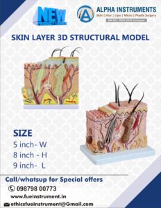 3D SKIN LAYER MODEL TO DEMONSTRATE SKIN AND HAIR 